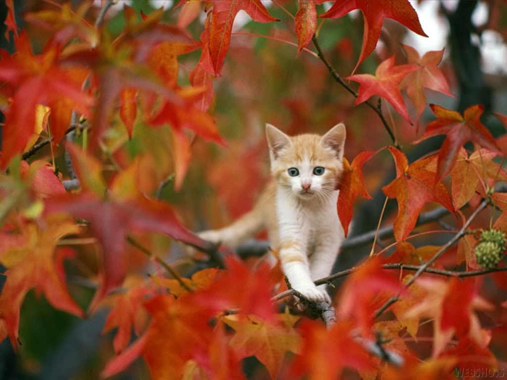Thanksgiving Cat Desktop Wallpaper Bitcoin Paper Wallet Blockchain