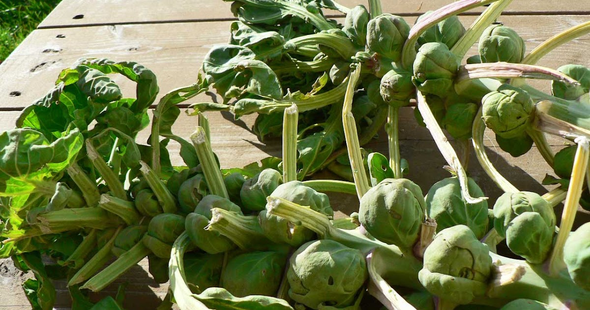 Les aventures culinaires de Catherine Récolte de choux de Bruxelles
