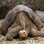 Pinta Island’s Tortoise Lonesome George