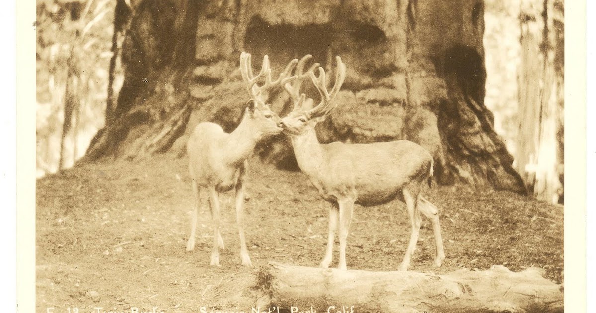 Judy's Postcards Plus Sweet Animals of Sequoia National Park, California