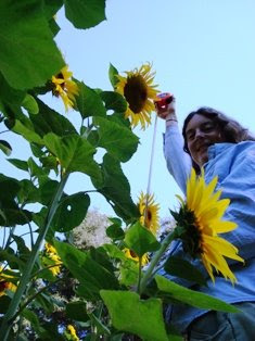 giant sunflower seeds