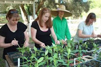 tomato and pepper seedlings