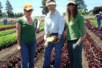 shamrock seeds lettuce fields