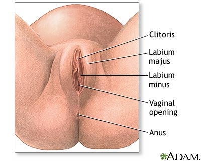 Female genital anatomy