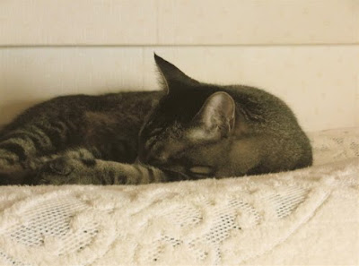 猫のブログ、札幌で猫と暮らして
