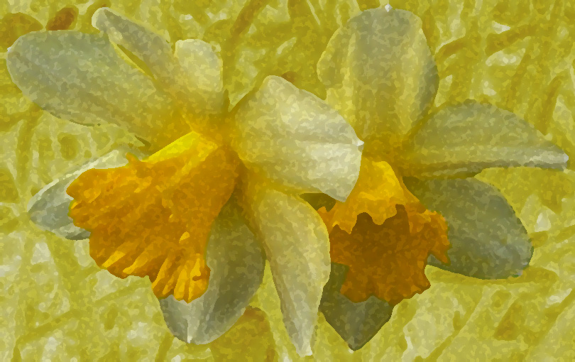 narcisos quadre cuadro narcissuses picture yellow amarillo groc flor flowers flors flores flor