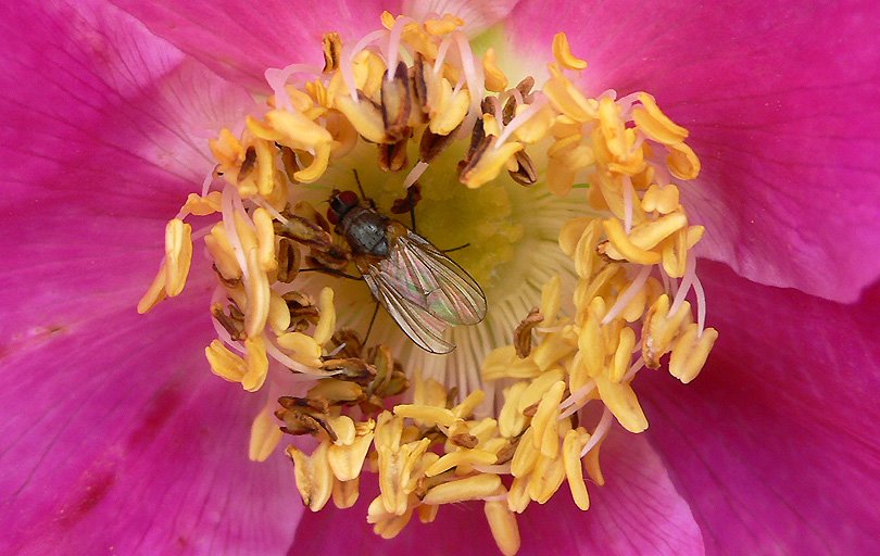 apat food mosca fly flor flower comida amarillo rosa rose yellow groc