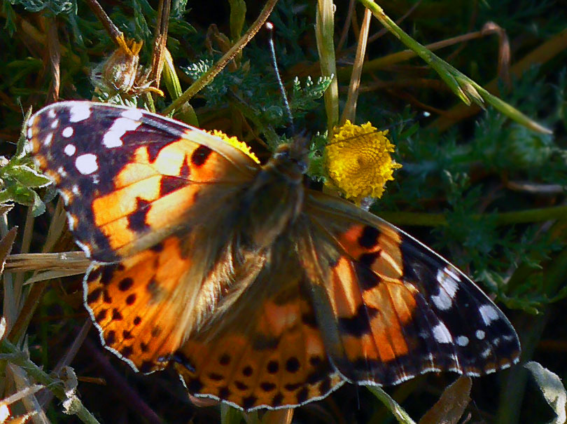 vanessa cardui papallona cards mariposa cardosbutterfly cardoons