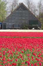 Barn and Tulips