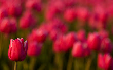 Pink Beauties