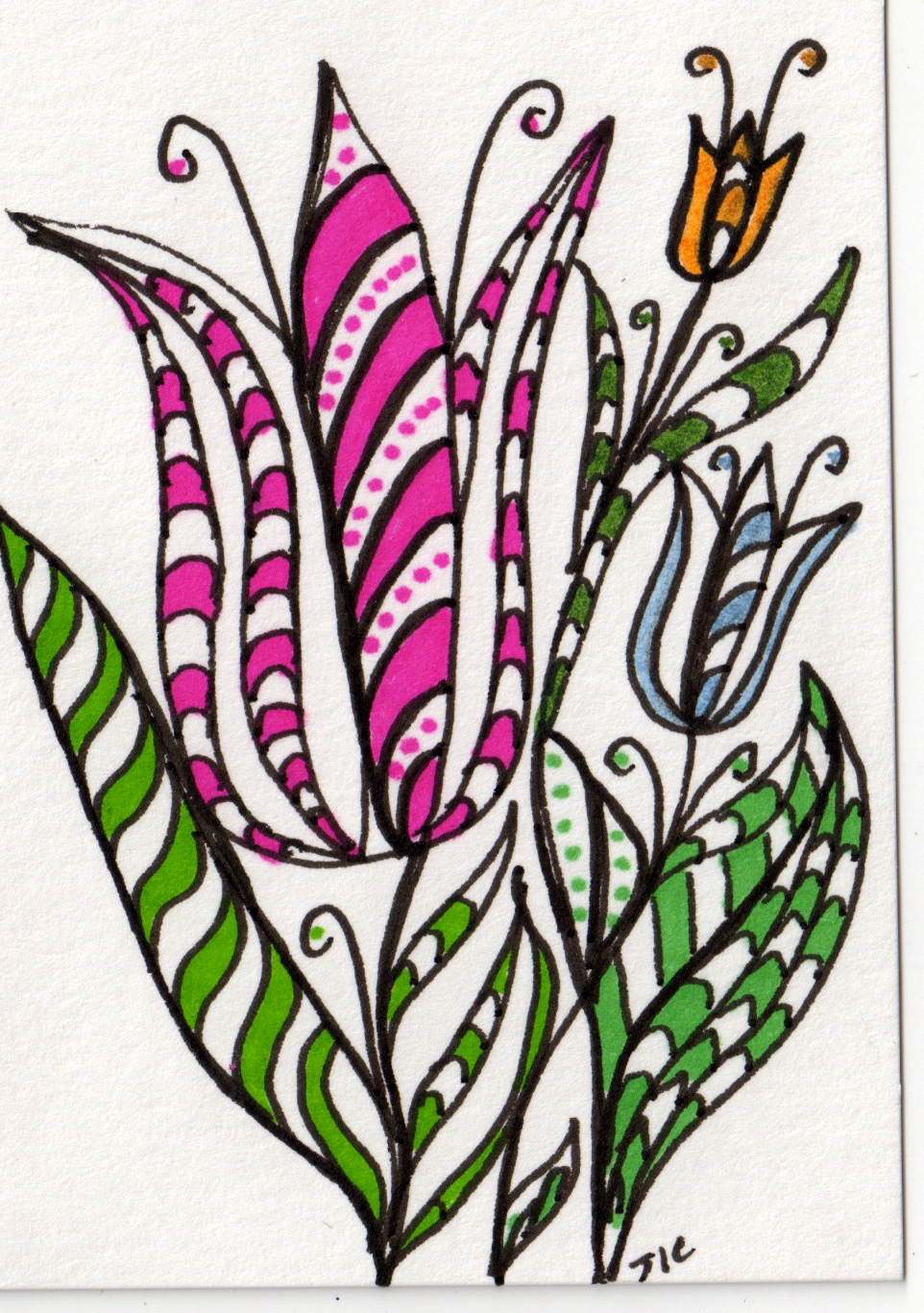 Tiger Tulip