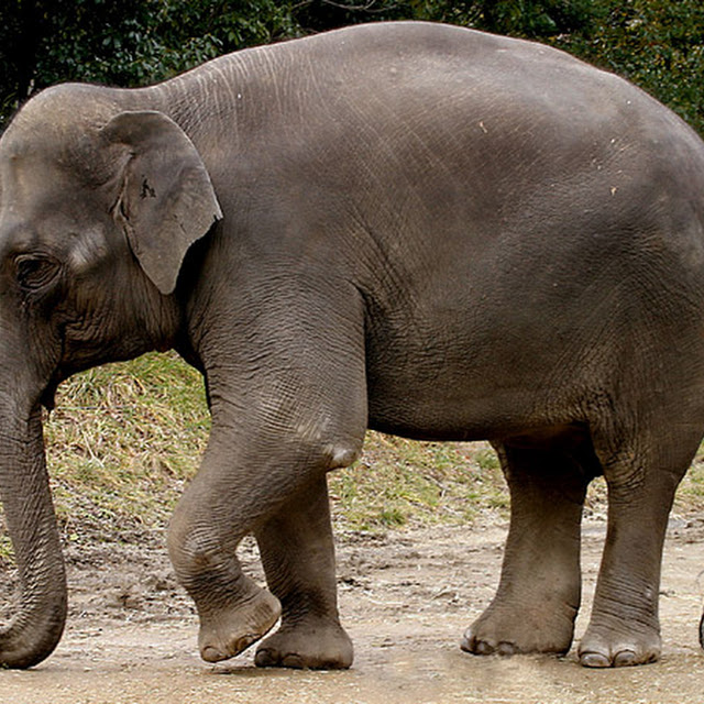 wallpaper gajah