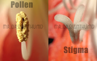 Amaryllis Pollination And Propagation