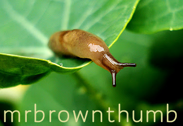 Garden Slug, How To Get Rid Of Slugs, Non Toxic Slug Control
