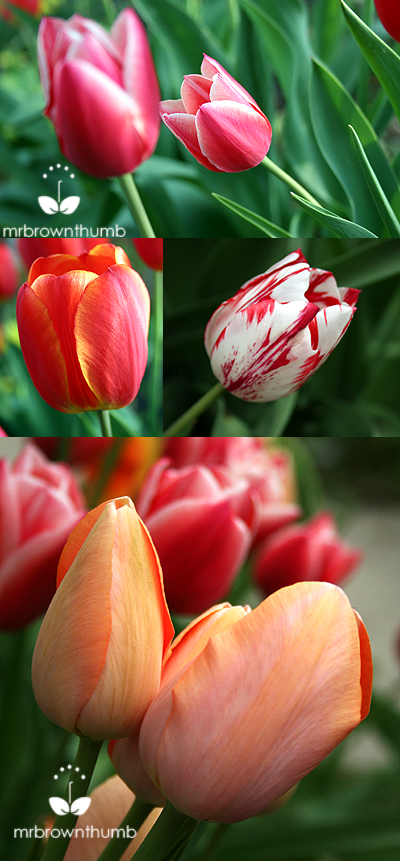 [Multicolored+tulips,+cheap+bulbs.png]