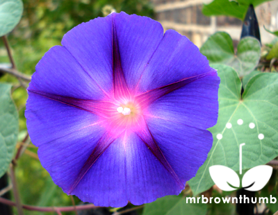 http://3.bp.blogspot.com/_Ap0tOVRAr-s/Sse4mmEDHqI/AAAAAAAACtA/hPtHoBTGm70/s400/Blue+Morning+Glory+Flower+Vine+on+Garden+Gate.png