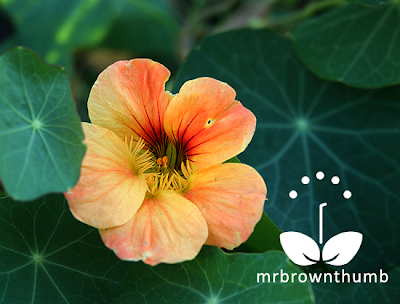 Nasturtium 'Creamsicle' peach colored nasturtium flower