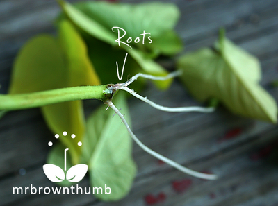 Ornamental Sweet Potato Vine roots growing