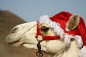 [Camel+Santa.jpg]