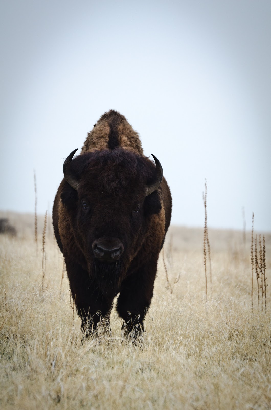 Labels: Antelope Island