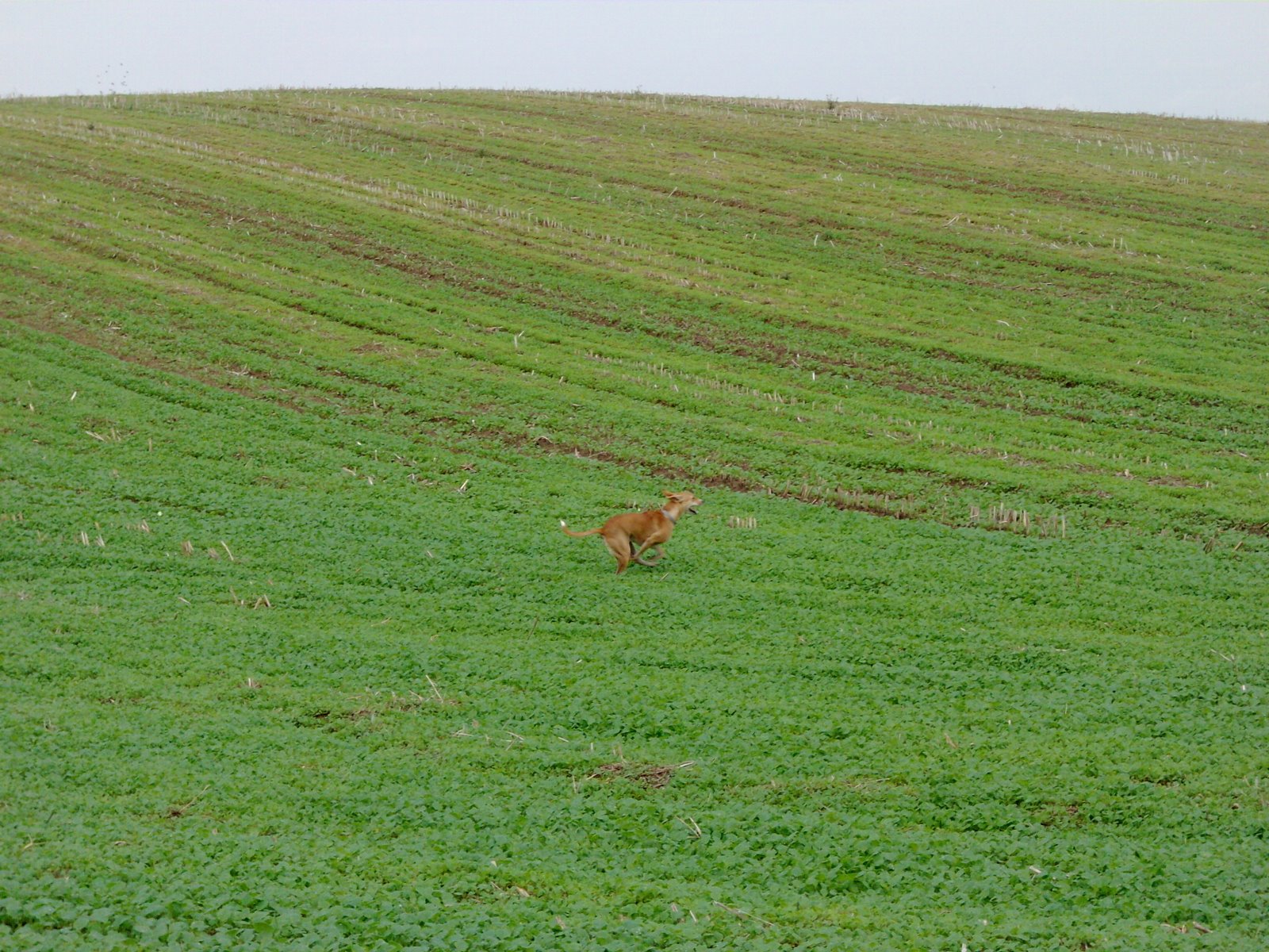 tiger in flight