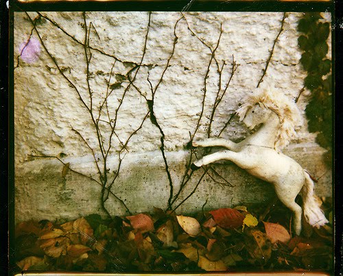 [autumn,horse,leaves,photography,polaroid,toys-ef317943ee4eb40b803104fa5bac53cc_h.jpg]