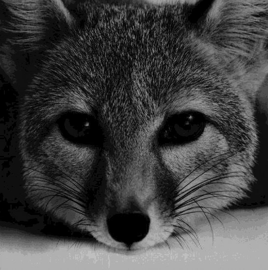 [foxhead.bmp]