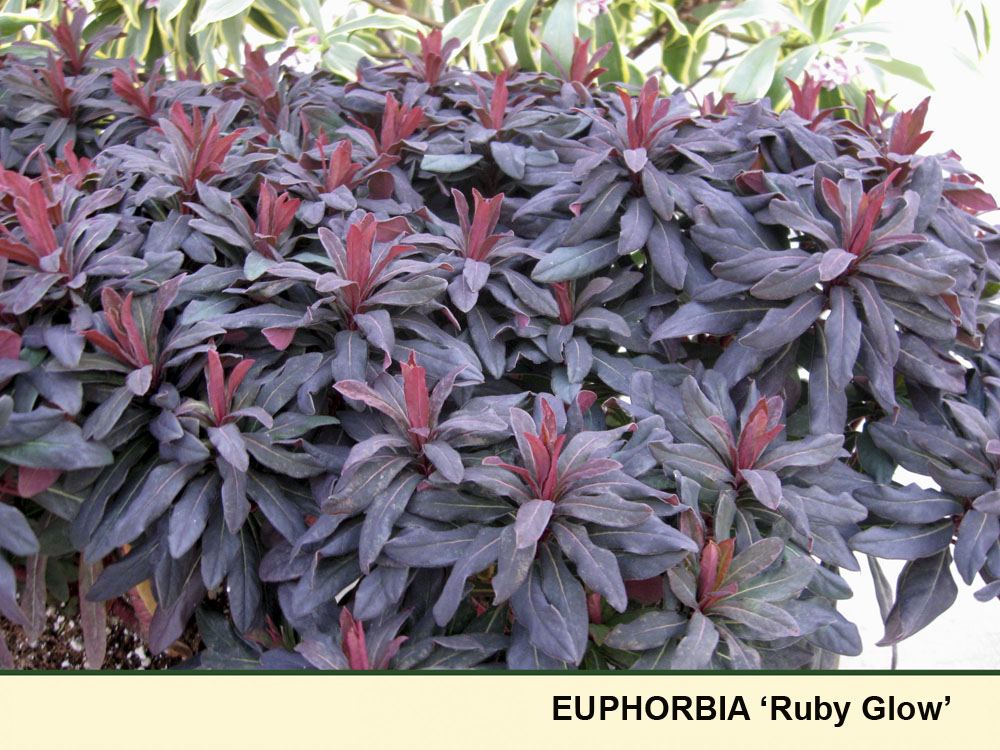 Buy Photinia Serrulata Tree Seeds 100pcs Plant Red Robin For