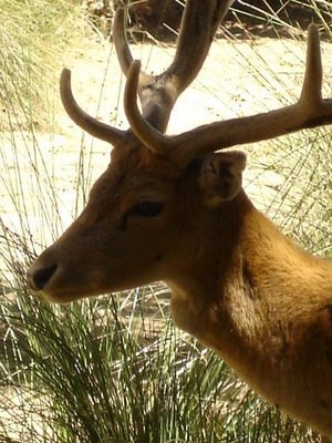 [gamo.bmp]