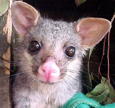 [possum3.jpg]