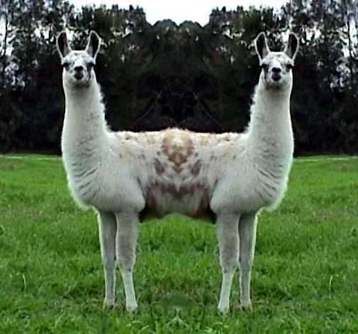 [push_me_pull_you.jpg]