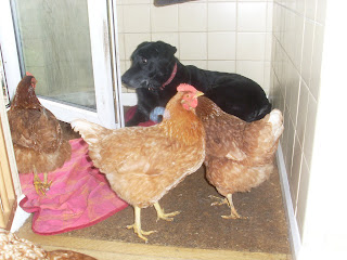 hens+in+the+house+5.JPG