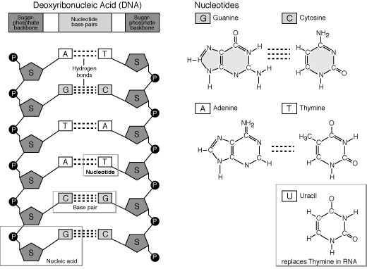 The Living Environment Regent/Review/Prep/Cheat Sheet: DNA/GENETICS