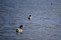 ducks at Jyväsjärvi