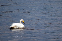 swan at Jyväsjärvi