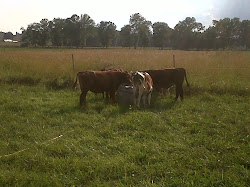 Our cows