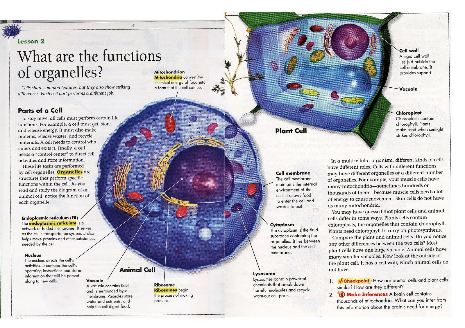 Animal Cell Brochure