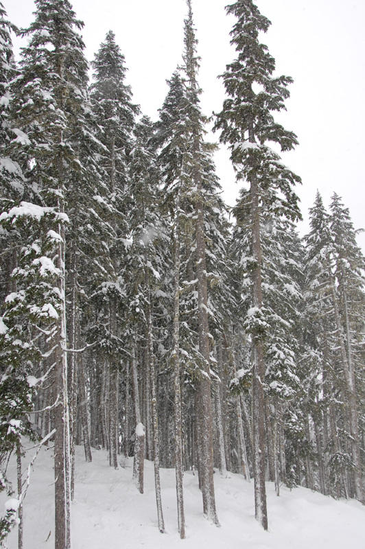 [snowy+trees.jpg]