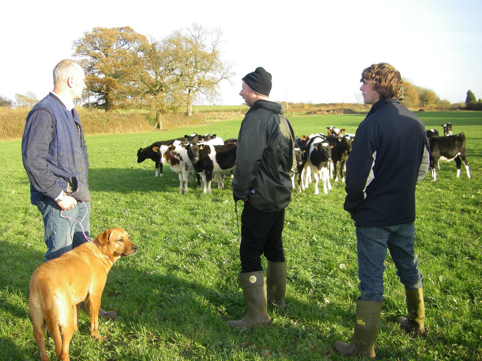 [Autumn+born+calves+Sussex+Nov+09.jpg]