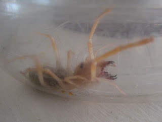 sand puppy bug sand puppies breeds picture sand puppy bug sand puppies breeds picture