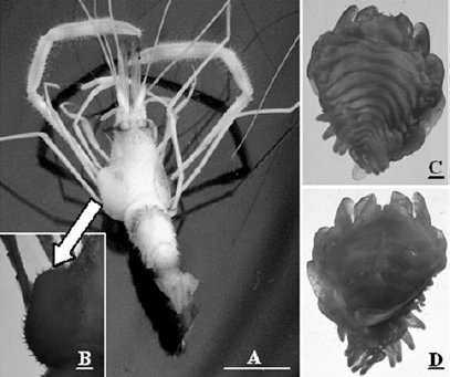 [parasisopod.png]