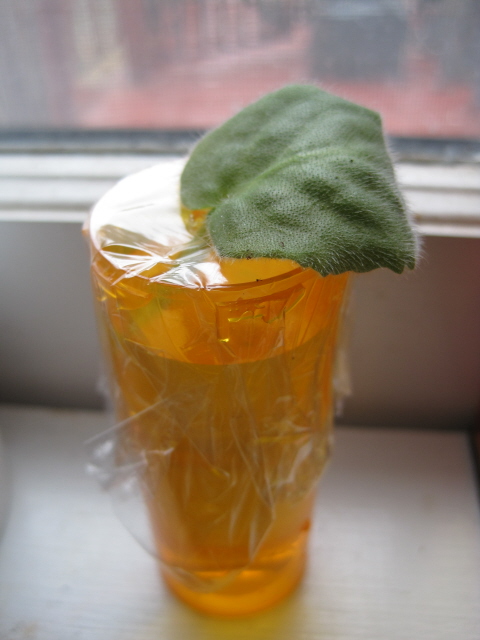 [violet+leaf.jpg]