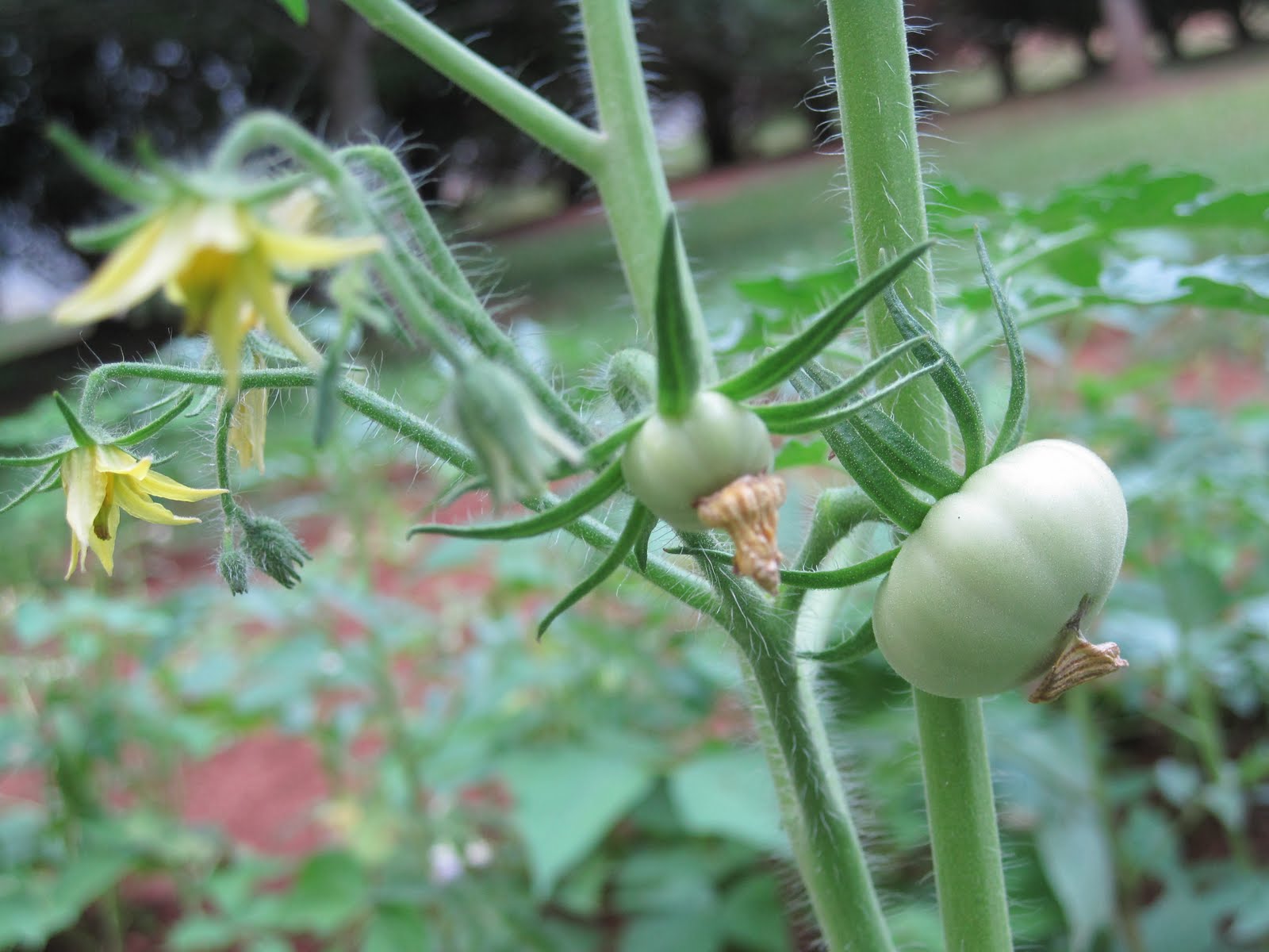 Tea With Friends "Tea" is for Tomato!