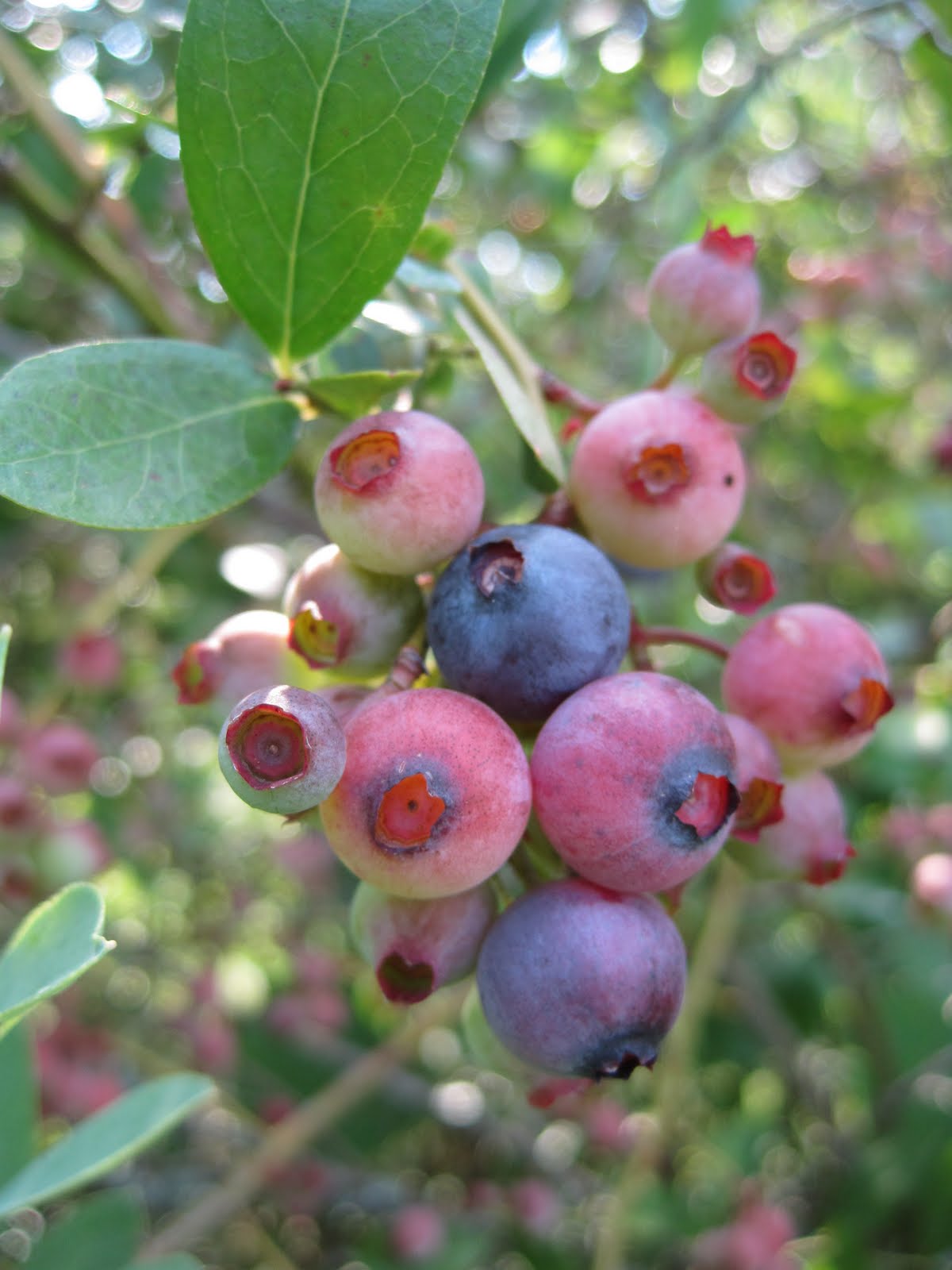 Tea With Friends Red, white and blueberries
