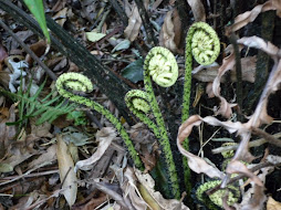 really cool flowers