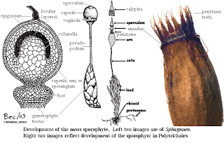 MossSporophyteDevel.gif