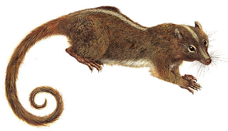 ptilodus2.gif