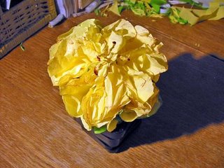 [fiore+giallo.jpg]