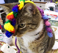 Jazper the cat