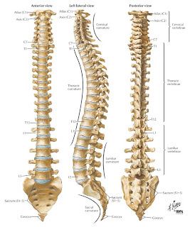 High Blood Pressure Caused by Misaligned C-1 Vertebra